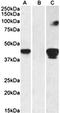 SLAM Family Member 8 antibody, orb131687, Biorbyt, Western Blot image 