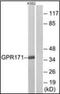 Probable G-protein coupled receptor 171 antibody, orb96378, Biorbyt, Western Blot image 