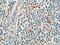 CD244 antibody, 16677-1-AP, Proteintech Group, Immunohistochemistry frozen image 