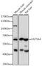 UDP Glucuronosyltransferase Family 1 Member A4 antibody, 16-275, ProSci, Western Blot image 