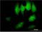 Translocase Of Outer Mitochondrial Membrane 34 antibody, H00010953-M01, Novus Biologicals, Immunofluorescence image 