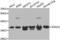 Annexin A2 antibody, abx001323, Abbexa, Western Blot image 