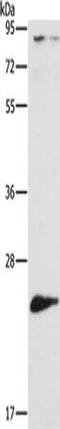 Autophagy Related 10 antibody, CSB-PA167980, Cusabio, Western Blot image 