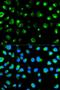 Glycophorin C (Gerbich Blood Group) antibody, LS-C335137, Lifespan Biosciences, Immunofluorescence image 