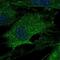 Lysyl Oxidase antibody, NBP2-55446, Novus Biologicals, Immunofluorescence image 