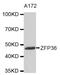 ZFP36 Ring Finger Protein antibody, abx004681, Abbexa, Western Blot image 