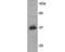 RRAD And GEM Like GTPase 2 antibody, NBP2-67107, Novus Biologicals, Western Blot image 