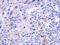 Intraflagellar Transport 122 antibody, NBP2-16925, Novus Biologicals, Immunohistochemistry frozen image 