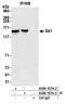 Stromal Antigen 1 antibody, A300-157A, Bethyl Labs, Immunoprecipitation image 