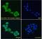 Low Density Lipoprotein Receptor Adaptor Protein 1 antibody, 45-082, ProSci, Immunofluorescence image 