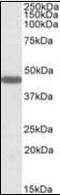 Prokineticin receptor 2 antibody, orb94940, Biorbyt, Western Blot image 