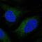 CYP51A1 antibody, PA5-60395, Invitrogen Antibodies, Immunofluorescence image 