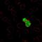 Recombination Activating 1 antibody, NBP2-68656, Novus Biologicals, Immunocytochemistry image 