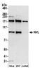 Nuclear VCP Like antibody, A304-863A, Bethyl Labs, Western Blot image 