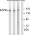 EGFR antibody, TA312527, Origene, Western Blot image 
