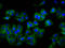 T Cell Immune Regulator 1, ATPase H+ Transporting V0 Subunit A3 antibody, LS-C681521, Lifespan Biosciences, Immunofluorescence image 