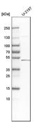 Decorin antibody, HPA003315, Atlas Antibodies, Western Blot image 