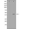 Calpain 12 antibody, orb226096, Biorbyt, Western Blot image 