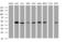 SERPINE1 MRNA Binding Protein 1 antibody, MA5-26479, Invitrogen Antibodies, Western Blot image 