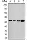 Melanophilin antibody, orb341139, Biorbyt, Western Blot image 