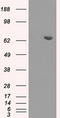 Histone deacetylase 10 antibody, TA500753S, Origene, Western Blot image 