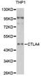 Cytotoxic T-Lymphocyte Associated Protein 4 antibody, LS-C748981, Lifespan Biosciences, Western Blot image 