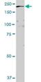 GTPase Activating Protein And VPS9 Domains 1 antibody, H00026130-B01P, Novus Biologicals, Western Blot image 