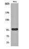 Cyclin And CBS Domain Divalent Metal Cation Transport Mediator 2 antibody, orb160639, Biorbyt, Western Blot image 