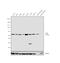 Gastric Inhibitory Polypeptide Receptor antibody, PA5-14408, Invitrogen Antibodies, Western Blot image 