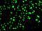 Nudix Hydrolase 2 antibody, orb247640, Biorbyt, Immunocytochemistry image 
