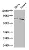 Phosphoenolpyruvate carboxykinase [GTP], mitochondrial antibody, orb29407, Biorbyt, Western Blot image 