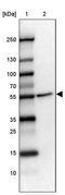 FAD Dependent Oxidoreductase Domain Containing 1 antibody, PA5-61178, Invitrogen Antibodies, Western Blot image 
