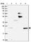 StAR Related Lipid Transfer Domain Containing 5 antibody, HPA040662, Atlas Antibodies, Western Blot image 