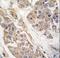 SCP 2 antibody, LS-C101053, Lifespan Biosciences, Immunohistochemistry frozen image 
