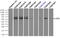 EDL antibody, TA501039, Origene, Immunoprecipitation image 