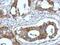 Fibulin 7 antibody, PA5-32125, Invitrogen Antibodies, Immunohistochemistry frozen image 