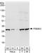 Proteasome Subunit Alpha 3 antibody, A302-748A, Bethyl Labs, Western Blot image 