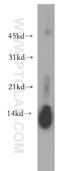 Lysozyme antibody, 15013-1-AP, Proteintech Group, Western Blot image 