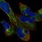 HAUS Augmin Like Complex Subunit 3 antibody, HPA040649, Atlas Antibodies, Immunofluorescence image 