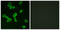 Leucine-rich repeat-containing G-protein coupled receptor 6 antibody, LS-C120734, Lifespan Biosciences, Immunofluorescence image 