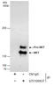 c-met antibody, GTX100637, GeneTex, Immunoprecipitation image 
