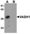 Vasohibin 1 antibody, orb75616, Biorbyt, Western Blot image 