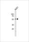 Sphingosine kinase 1 antibody, LS-C100768, Lifespan Biosciences, Western Blot image 