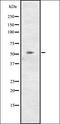 Cyclin L2 antibody, orb335117, Biorbyt, Western Blot image 