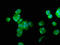 Fucose Kinase antibody, LS-C674365, Lifespan Biosciences, Immunofluorescence image 