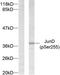 JunD Proto-Oncogene, AP-1 Transcription Factor Subunit antibody, TA312901, Origene, Western Blot image 