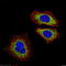 Mitochondrial Ribosomal Protein S15 antibody, 17006-1-AP, Proteintech Group, Immunofluorescence image 