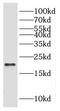 Heat Shock Protein Family B (Small) Member 8 antibody, FNab04061, FineTest, Western Blot image 