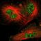 Cell Division Cycle 34 antibody, HPA002382, Atlas Antibodies, Immunofluorescence image 