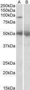 Ubiquitin carboxyl-terminal hydrolase 6 antibody, LS-C55661, Lifespan Biosciences, Western Blot image 